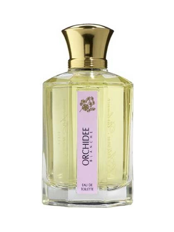 Orchidee Blanche