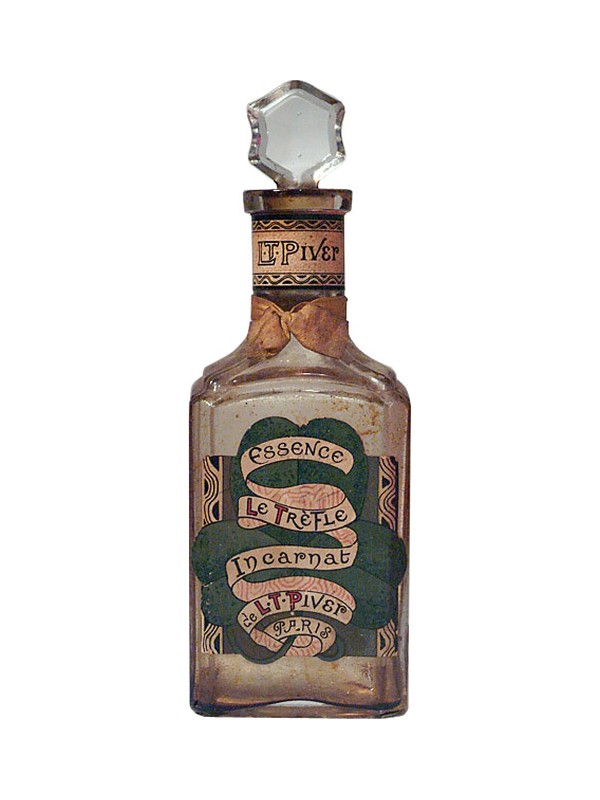 Trèfle Incarnat
