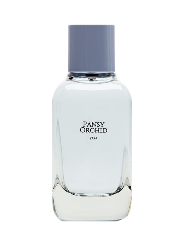 Pansy Orchid