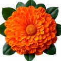 African Marigold