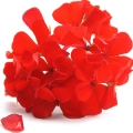 Algerian Geranium