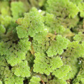 Azolla