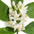 Bitter Orange Blossom