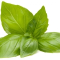 Black Basil