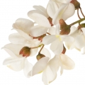 Black locust Honey