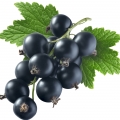 Blackcurrant Syrup