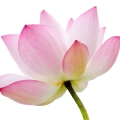 Blue Lotus