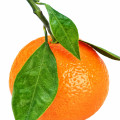 Brazilian Mandarin
