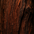 Brazilian Redwood