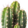 Cactus Juice