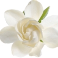 Californian Gardenia