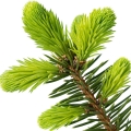 Canadian Fir