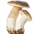 Cep