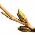 Cottonwood