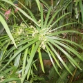 Cypriol Oil