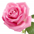 Egyptian Rose