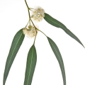 Eucalyptus Blossom