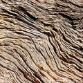 Fig Wood Bark