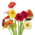 Flower Petals