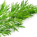 Garden Dill