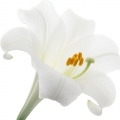 Golden Lily
