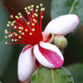 Guava blossom