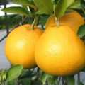 hassaku