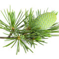 Himalayan Cedar