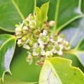 Holly