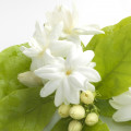 Indian Jasmine
