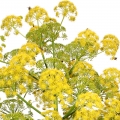 Iran Galbanum