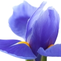 Iris leaf