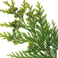 Italian Cypress