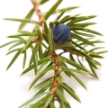 juniper berry
