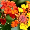 Lantana leaves