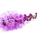 Liatris