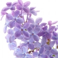 lilac in the heart