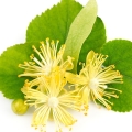 Linden Blossom