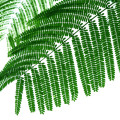 Mimosa leaves