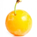 Mirabelle Plum