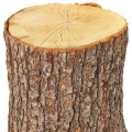 Oak Tree