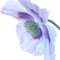Poppy