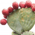 prickly pear