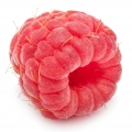Raspberry Blossom