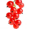 Red currant leaf
