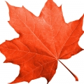 Red Maple
