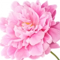 Red Peony