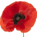 Red Poppy