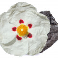 resinous cistus labdanum