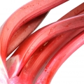 Rhubarb Leaf